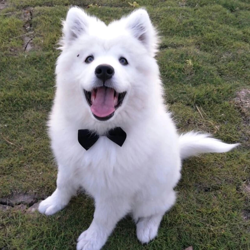 Adjustable Pets Dog/Cat Bow Tie