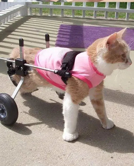Cat specific wheelchair disability scooter