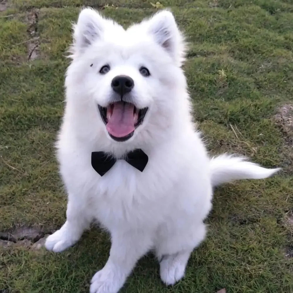 Adjustable Pets Dog/Cat Bow Tie