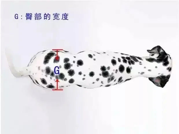 Cat specific wheelchair disability scooter