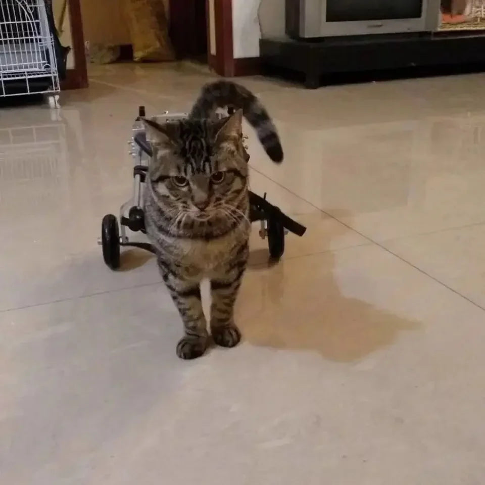 Cat specific wheelchair disability scooter