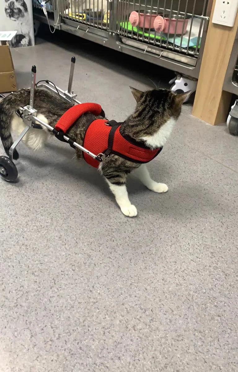Cat Wheelchair