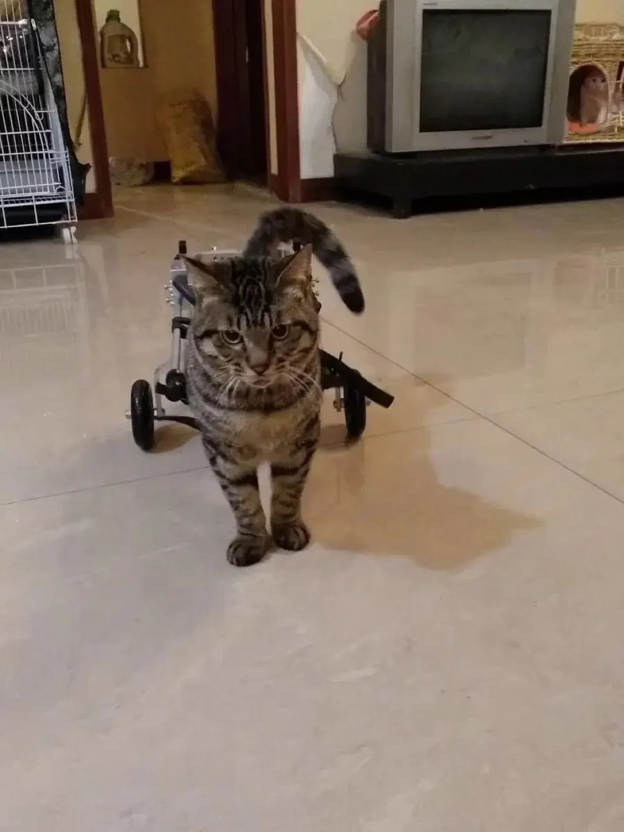 Cat specific wheelchair disability scooter