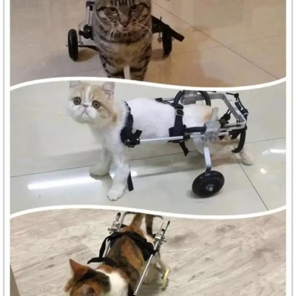 Cat specific wheelchair disability scooter
