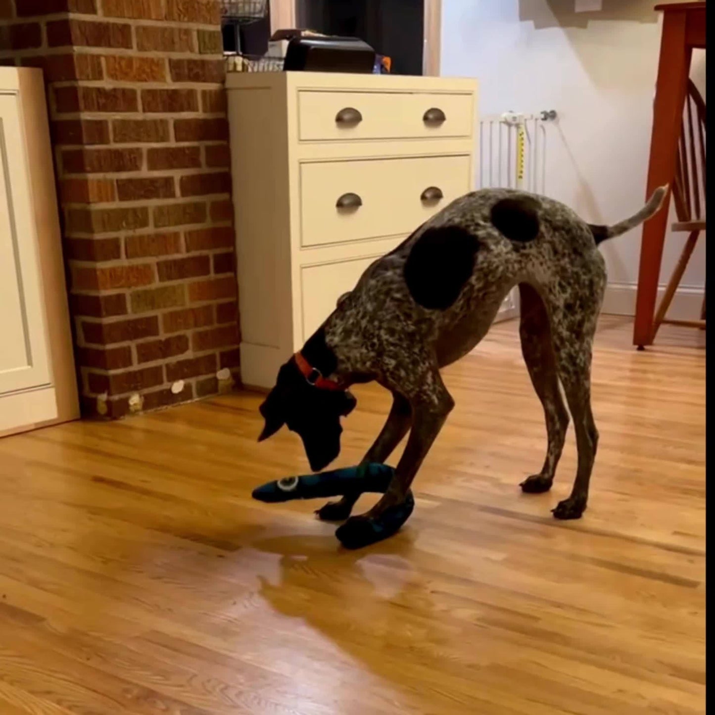 New Plush Dog Toy