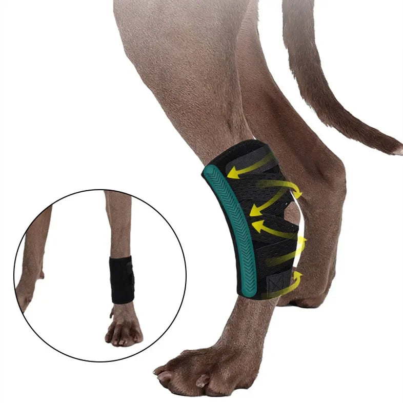 Protects Bandage Dog