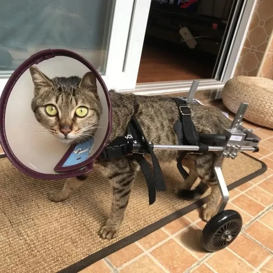 Cat specific wheelchair disability scooter