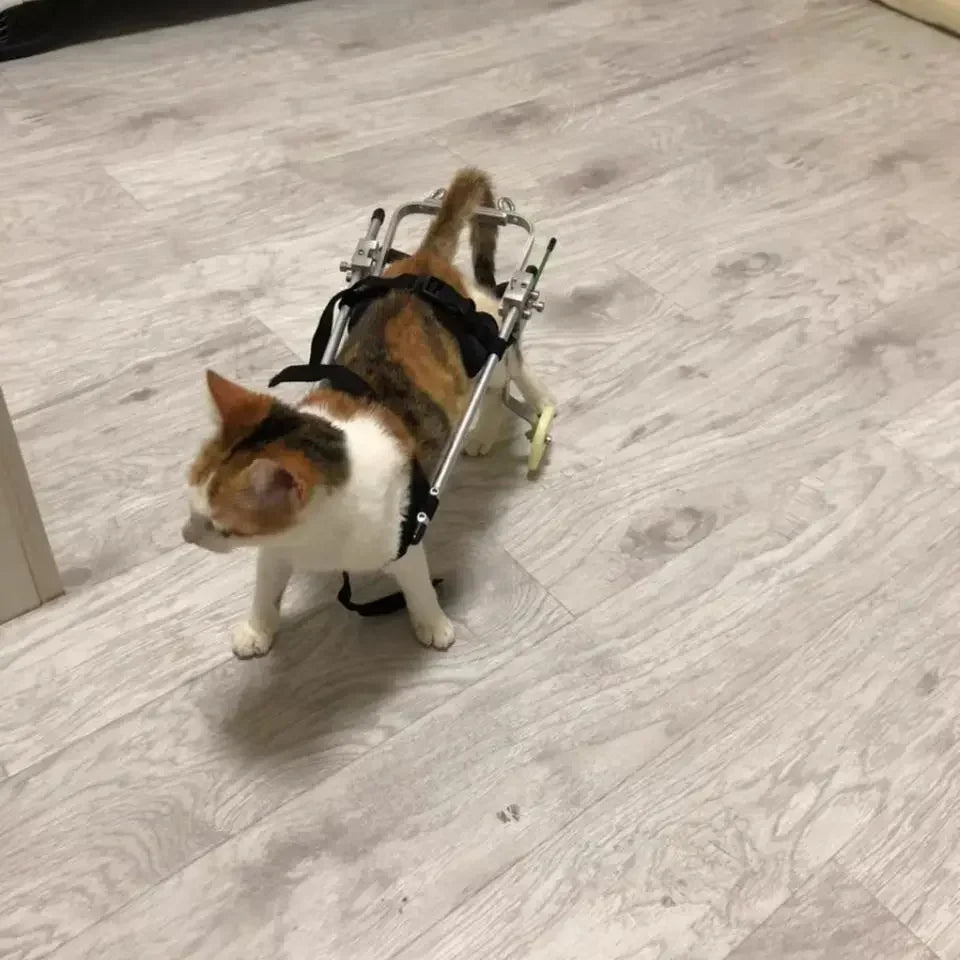 Cat specific wheelchair disability scooter