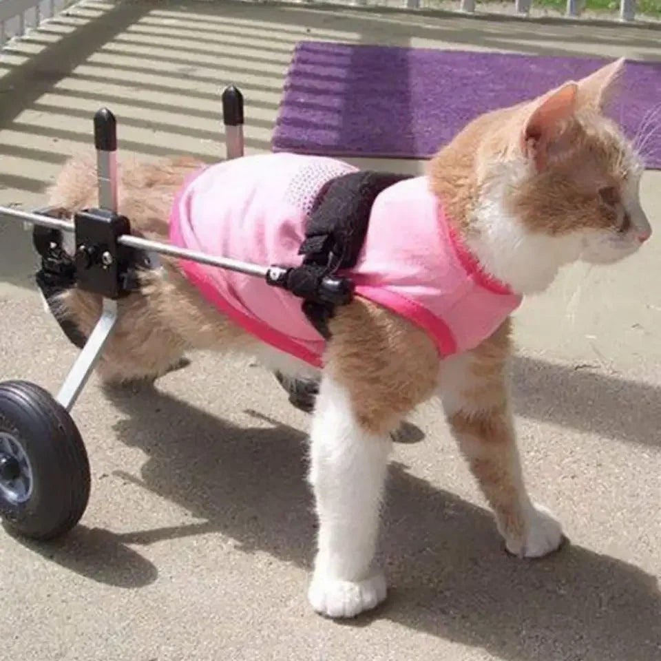 Cat specific wheelchair disability scooter