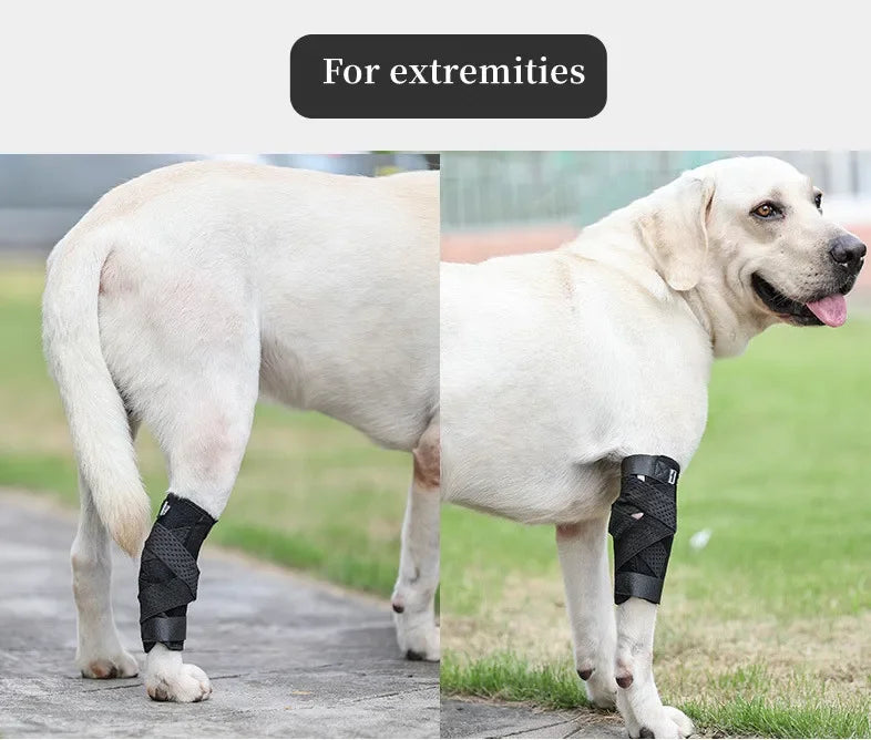 Protects Bandage Dog