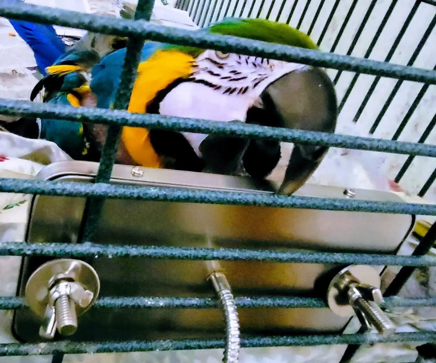 Bird Warmer for Parrot