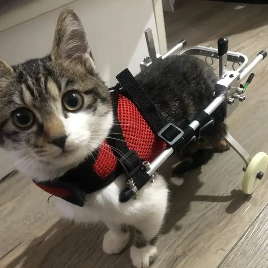 Cat specific wheelchair disability scooter