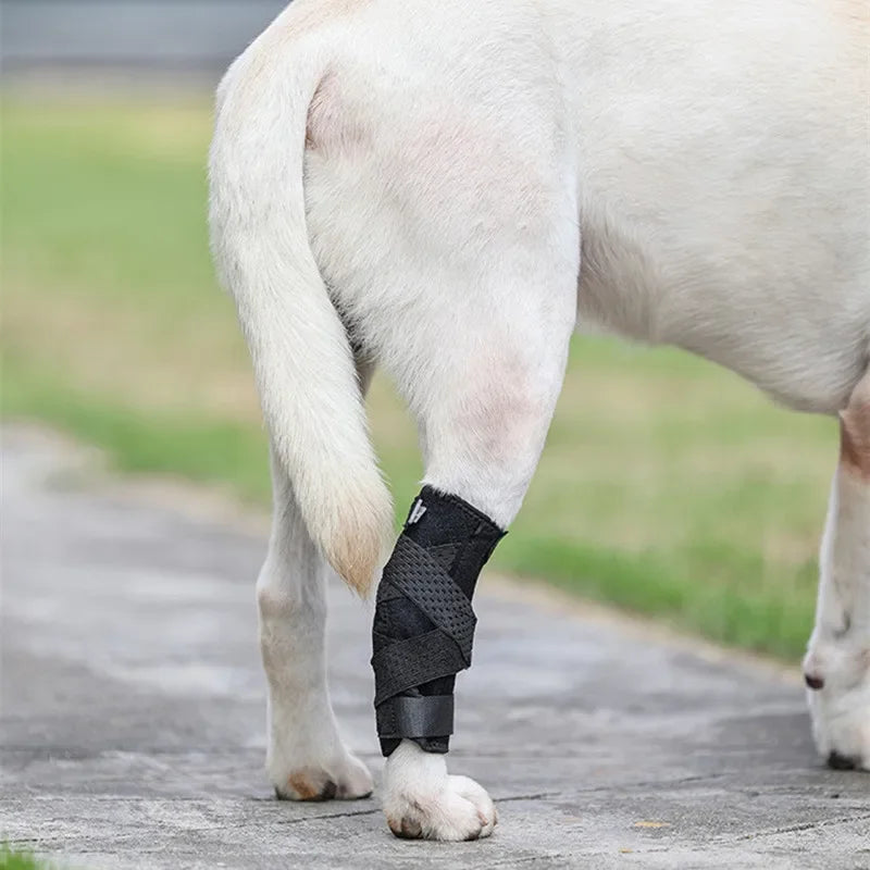 Protects Bandage Dog