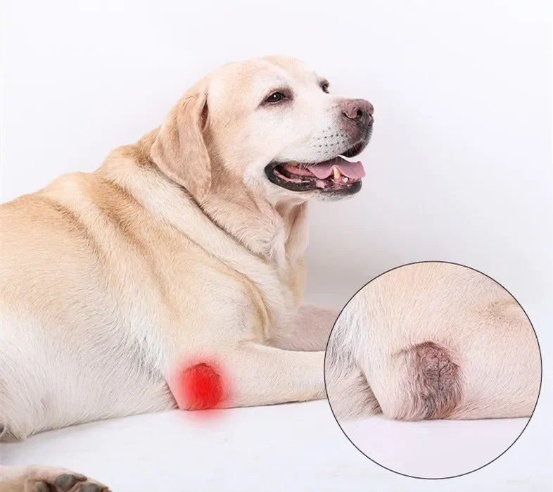 Protects Bandage Dog