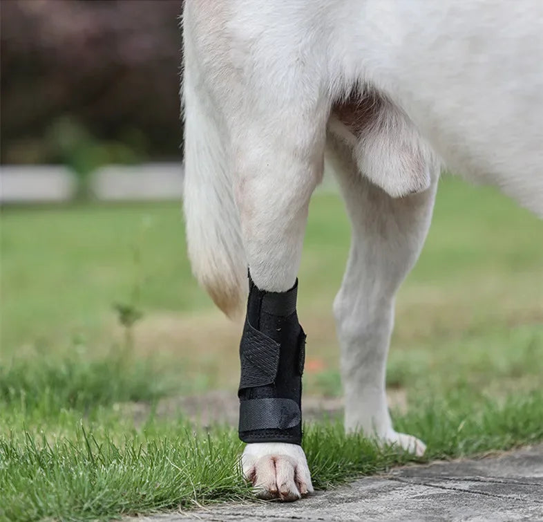 Protects Bandage Dog