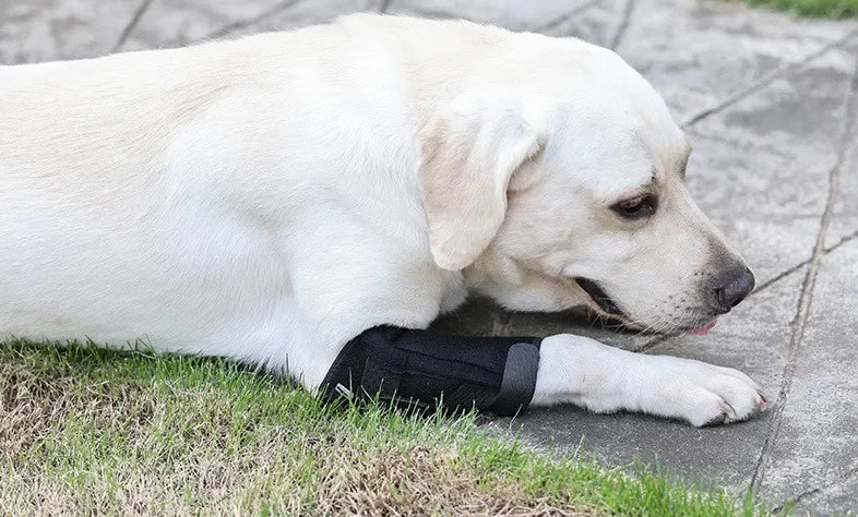 Protects Bandage Dog