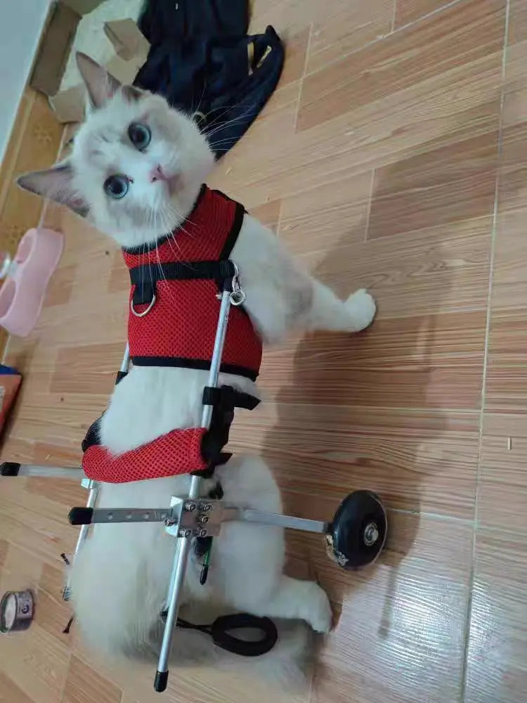 Cat Wheelchair