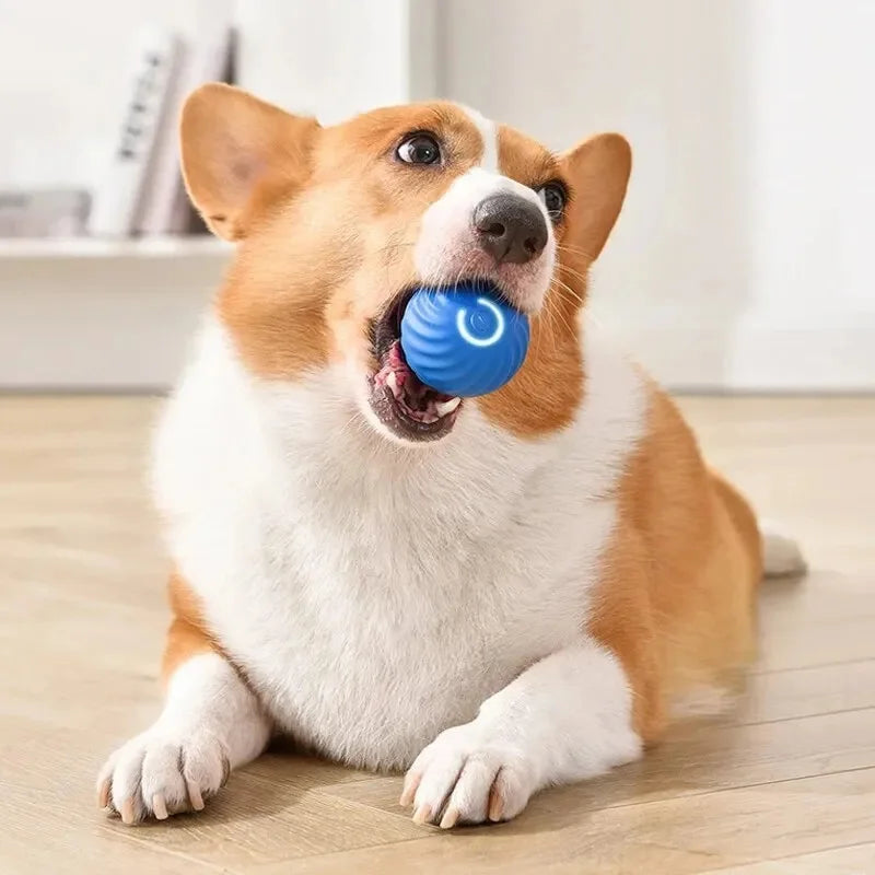 Smart Dog/Cat Toy