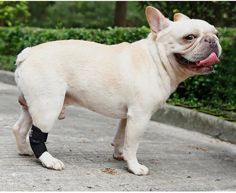 Protects Bandage Dog