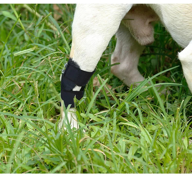 Protects Bandage Dog