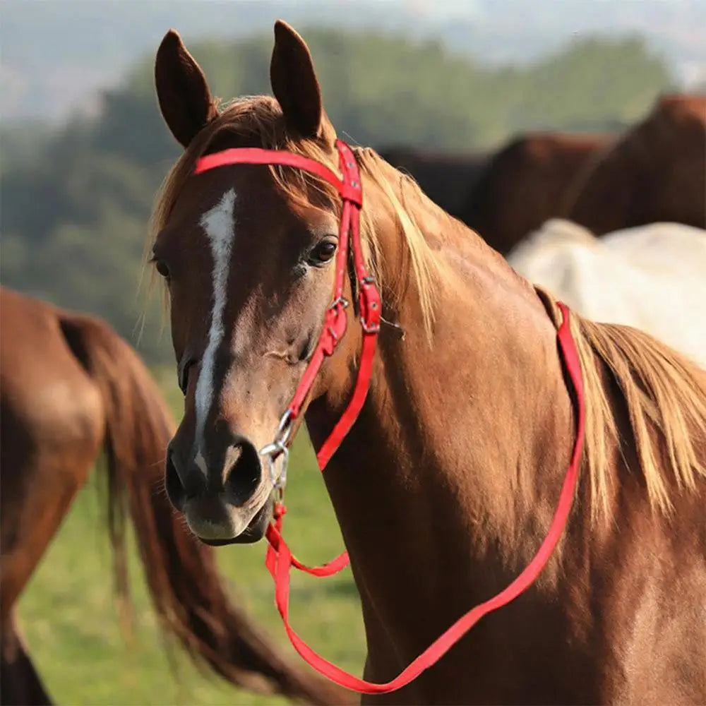 Horse Bridle Adjustable