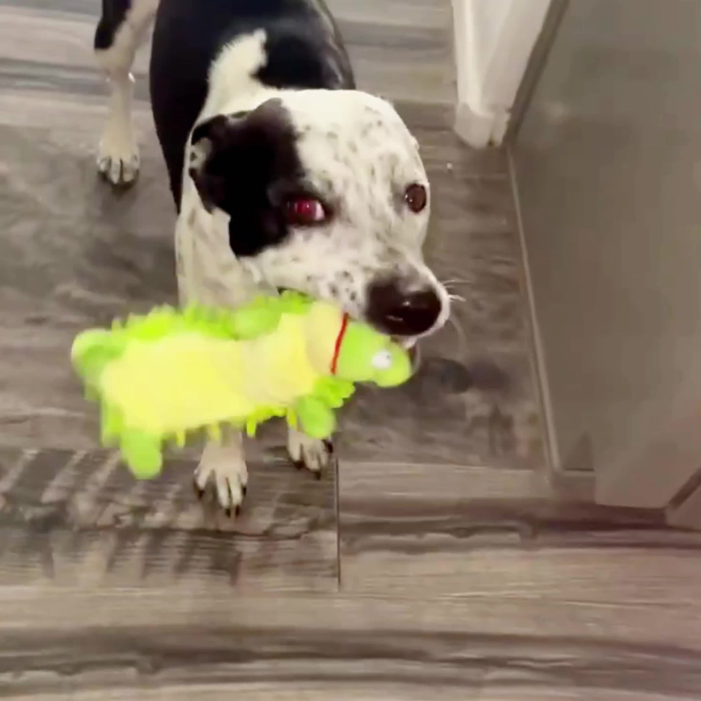 Interactive Plush Dog Toy with Squeaker for Chew