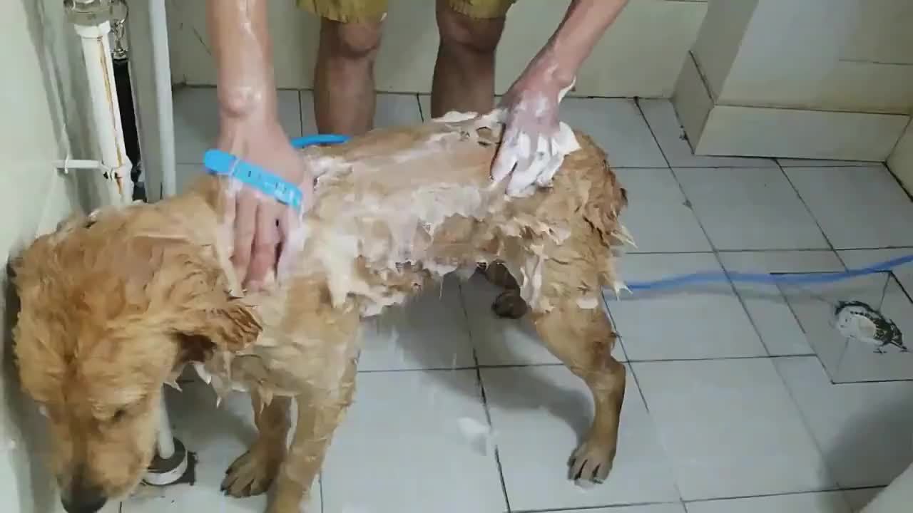 Pet Dog & Cat Hair Dryer Bag