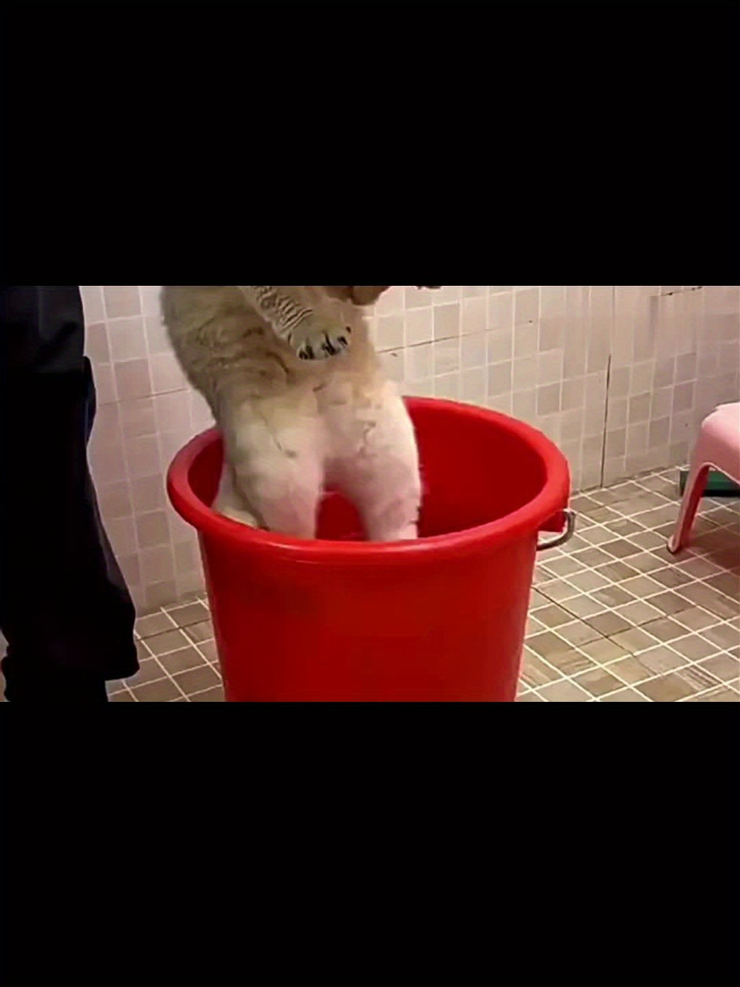 Steamy Cat Brush